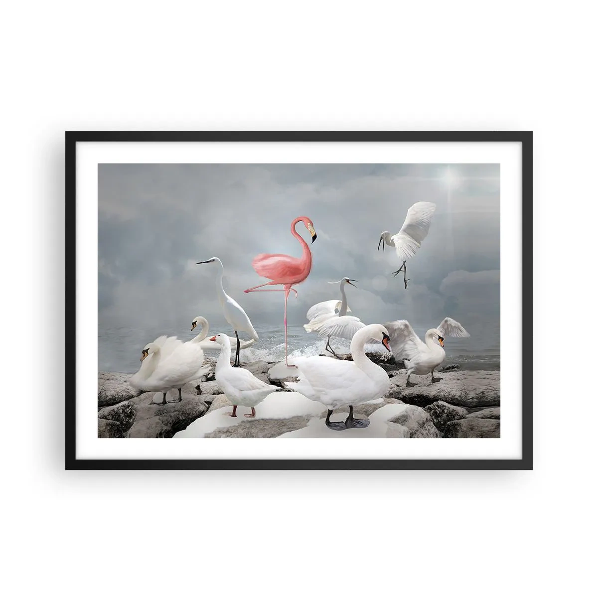 Póster en marco negro - Un flamenco rosado entre cisnes blancos con el fondo de un lago. - 70x50cm - ¿De dónde vengo? - Decoración de pared moderna para salón y dormitorio ARTTOR