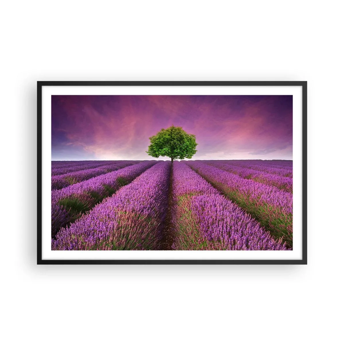 Póster en marco negro - En los campos de lavanda - 91x61 cm