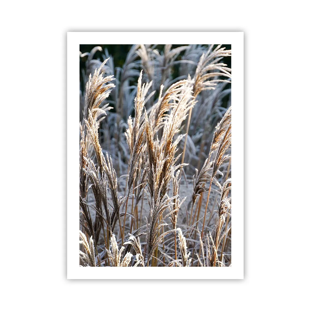 Póster - Hierbas secas cubiertas de escarcha en un paisaje invernal - 50x70cm - Campos y campos - Decoración de pared moderna para salón y dormitorio ARTTOR