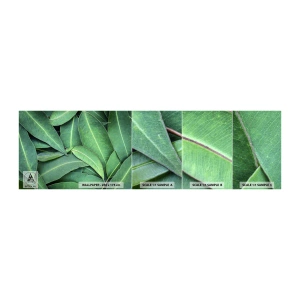 Muestra de fotomural autoadhesivo Deluxe Sticker - Jugosidad y frescura - Hojas, Eucalipto, Naturaleza - 100x30 cm
