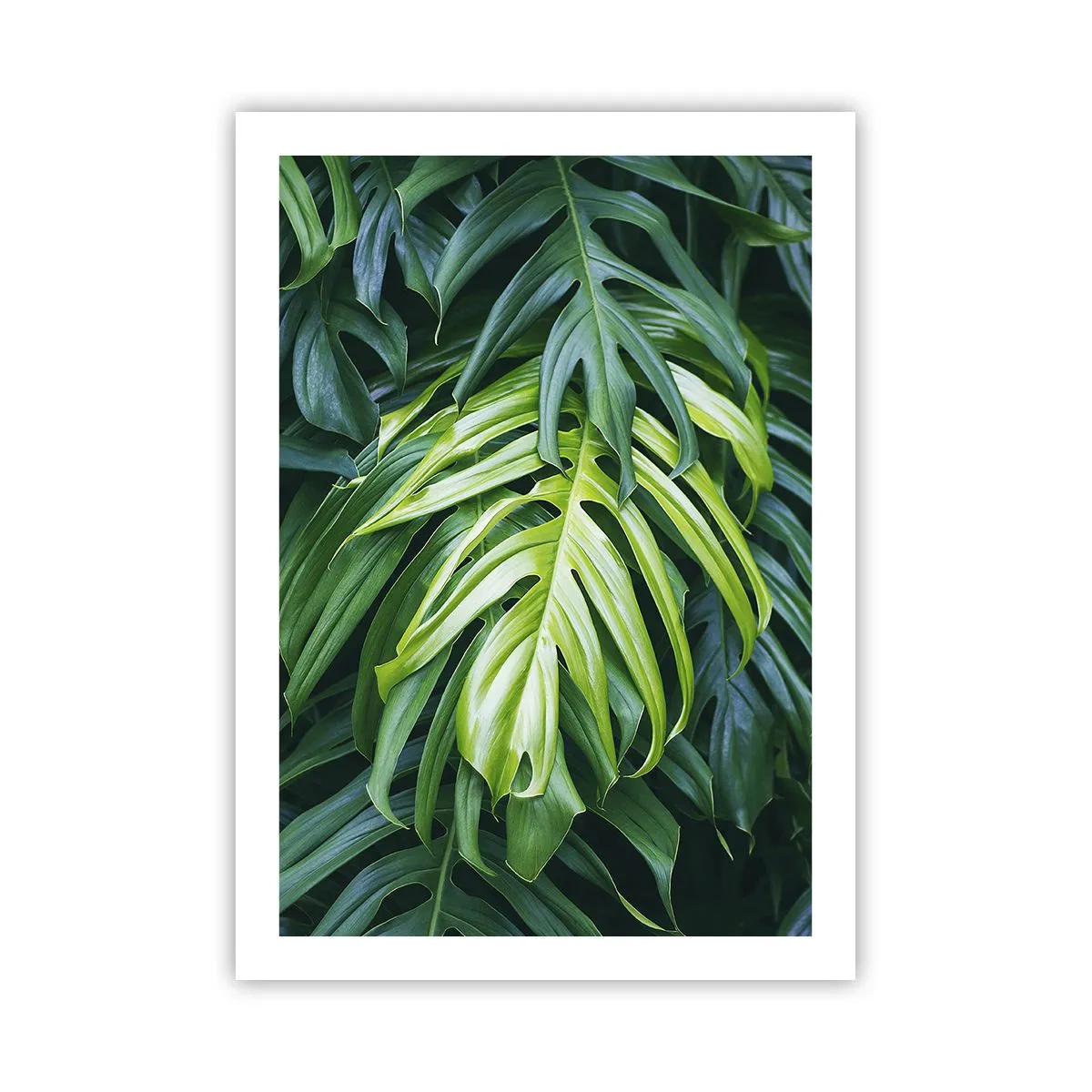 Póster - Primer plano de hojas verdes de monstera - 50x70cm - Sumérjase en la frescura - Decoración de pared moderna para salón y dormitorio ARTTOR