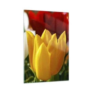Cuadro sobre vidrio - Impresiones sobre Vidrio - Primer plano de tulipanes coloridos sobre un fondo primaveral - 80x120cm - Fiebre del tulipán - Decoración de pared moderna para salón y dormitorio ARTTOR