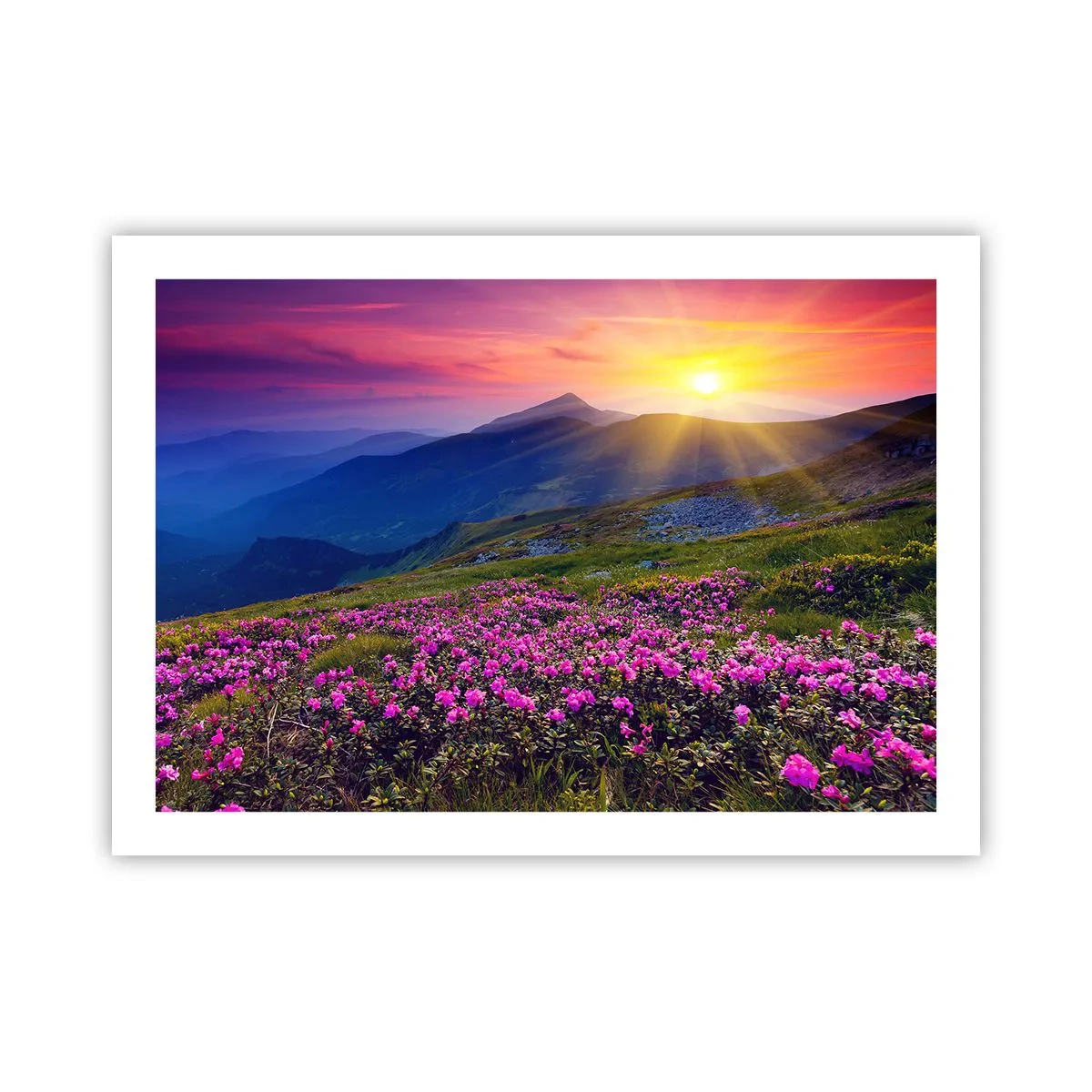 Póster - ... Y el aroma a hierbas está por todas partes - 70x50 cm