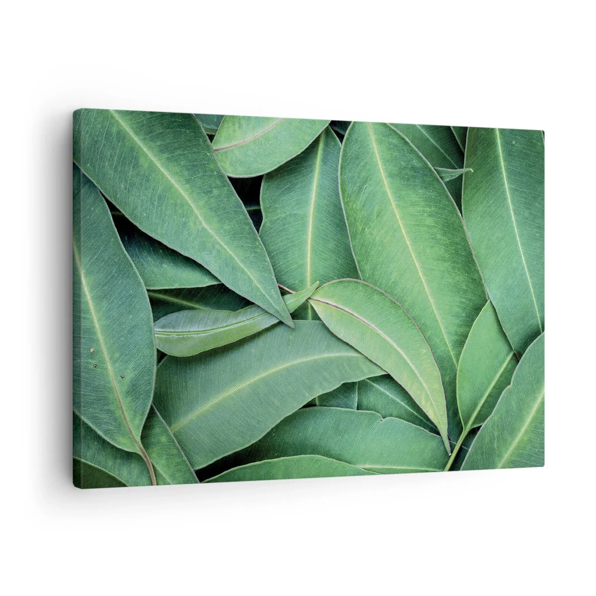 Cuadro sobre lienzo - Impresión de Imagen - Primer plano de hojas verdes que crean un patrón natural. - 70x50cm - Jugosidad y frescura - Decoración de pared moderna para salón y dormitorio ARTTOR