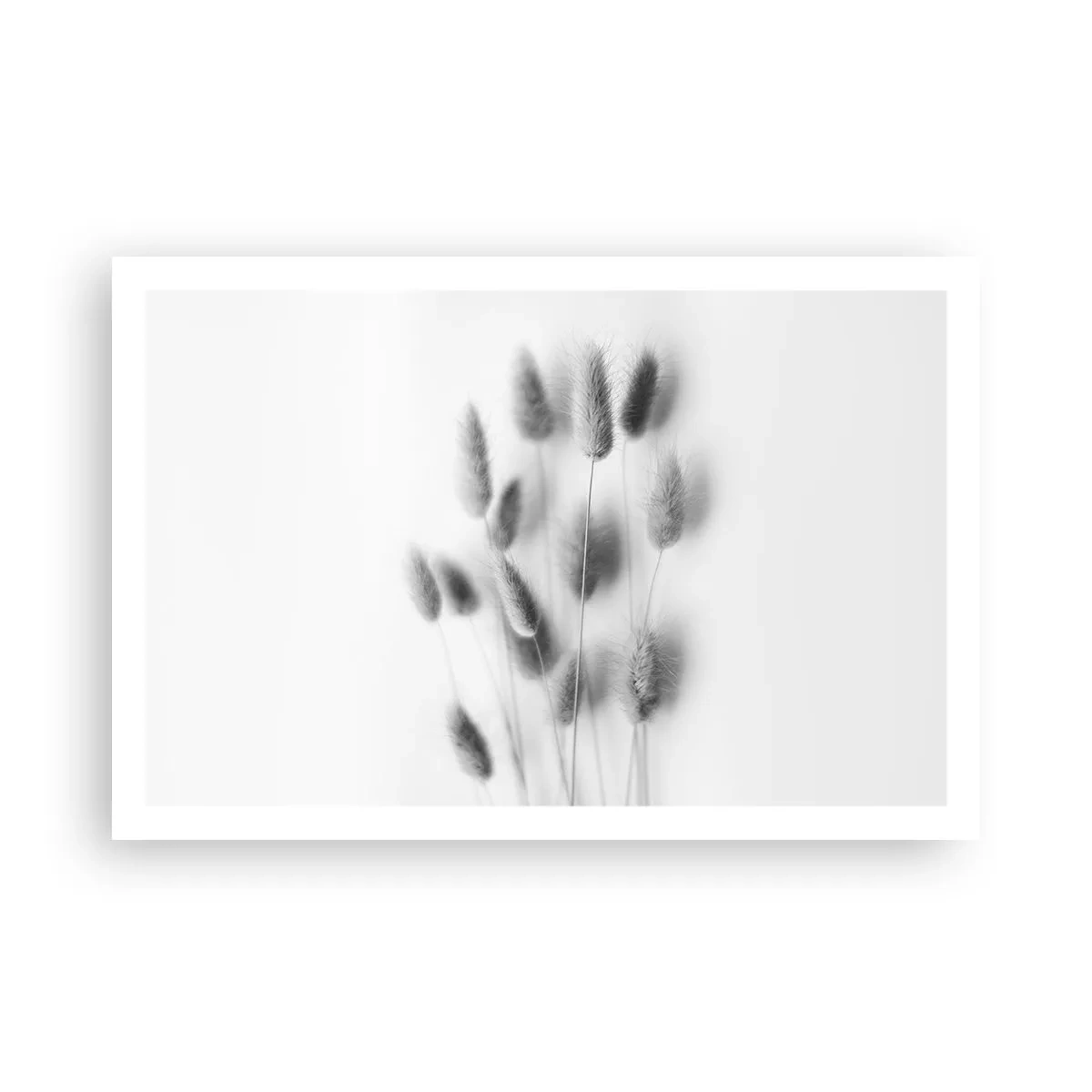 Póster - Esponjas naturales - 91x61 cm