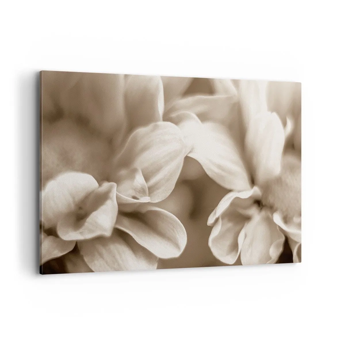 Cuadro sobre lienzo - Impresión de Imagen - Primer plano de flores en un delicado tono sepia con contornos suaves. - 120x80cm - Suave como una sonrisa - Decoración de pared moderna para salón y dormitorio ARTTOR