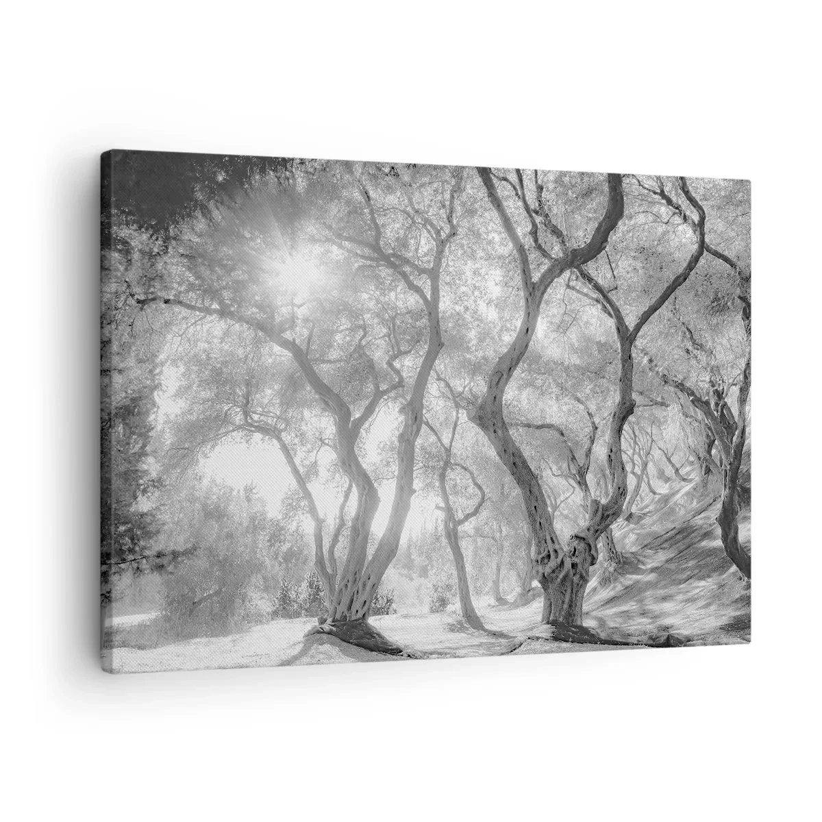 Cuadro sobre lienzo - Impresión de Imagen - En un olivar - 70x50 cm