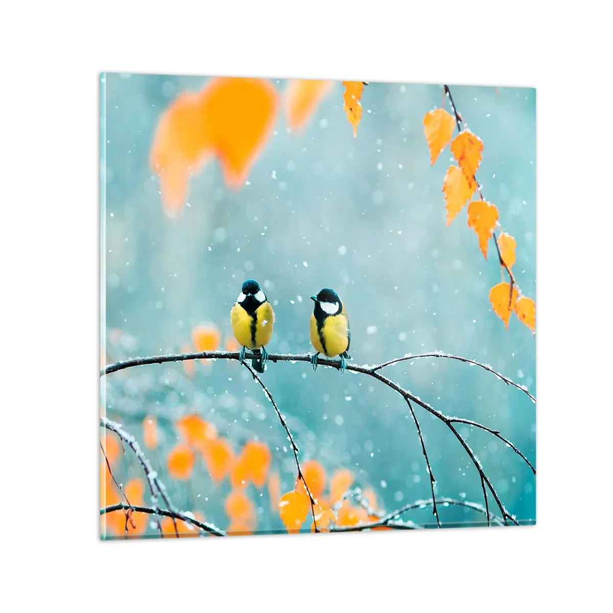 Cuadro sobre vidrio - Impresiones sobre Vidrio - Cotilleo de pájaros - 70x70 cm