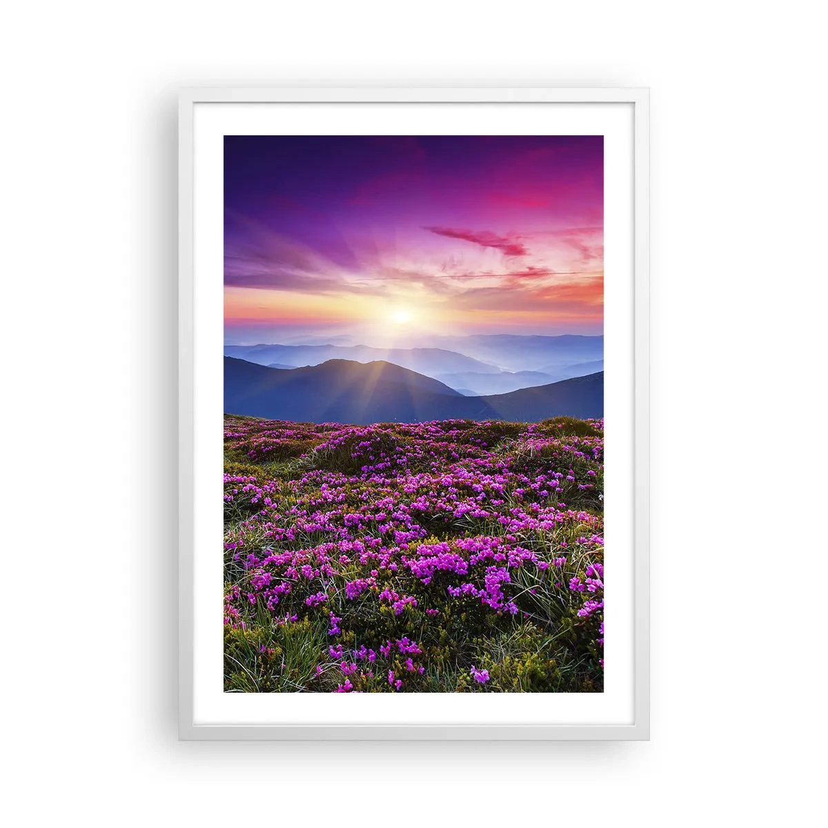 Póster en marco blanco - Dulce aroma a frescura - 50x70 cm