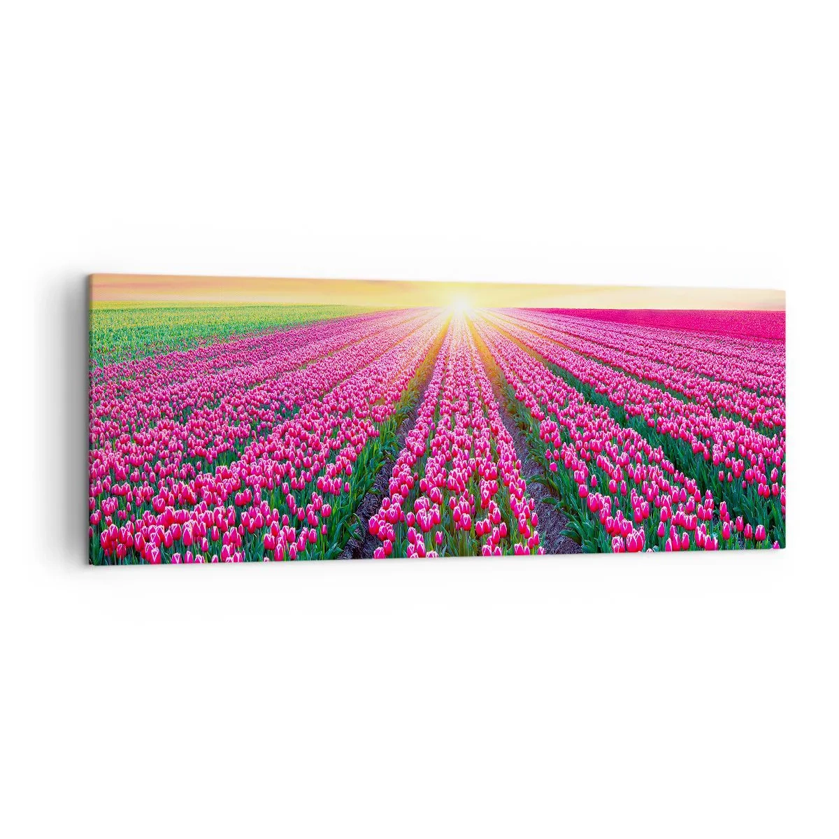 Cuadro sobre lienzo - Impresión de Imagen - Un campo de tulipanes al atardecer - 140x50cm - Granja de belleza - Decoración de pared moderna para salón y dormitorio ARTTOR
