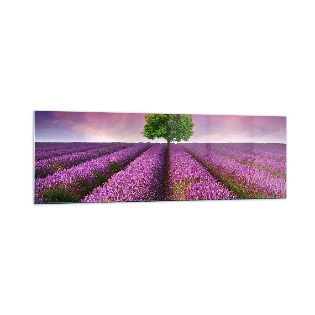 Cuadro sobre vidrio - Impresiones sobre Vidrio - Un campo de lavanda con un árbol solitario y un cielo púrpura. - 160x50cm - En los campos de lavanda - Decoración de pared moderna para salón y dormitorio ARTTOR