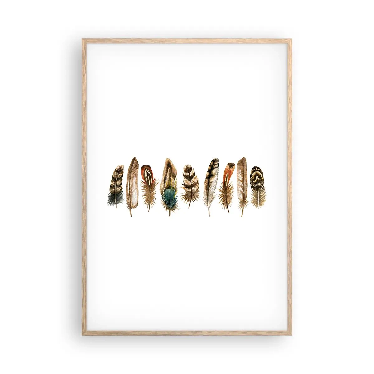 Póster en marco roble claro - Estudio de plumas - 70x100 cm