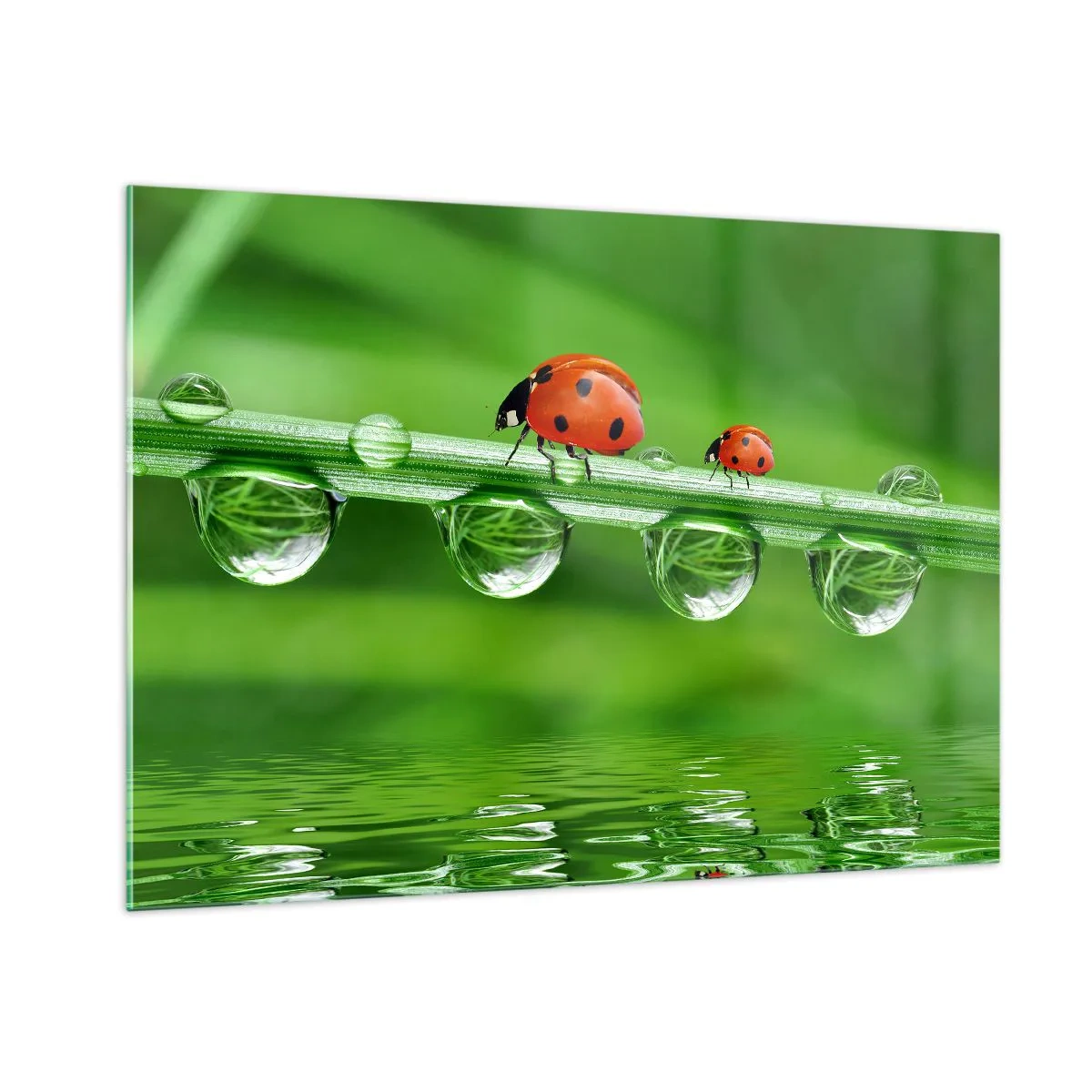 Cuadro sobre vidrio - Impresiones sobre Vidrio - Mariquitas sobre una brizna de hierba con gotas de rocío y reflejo en el agua. - 100x70cm - En el camino todo el verano - Decoración de pared moderna para salón y dormitorio ARTTOR