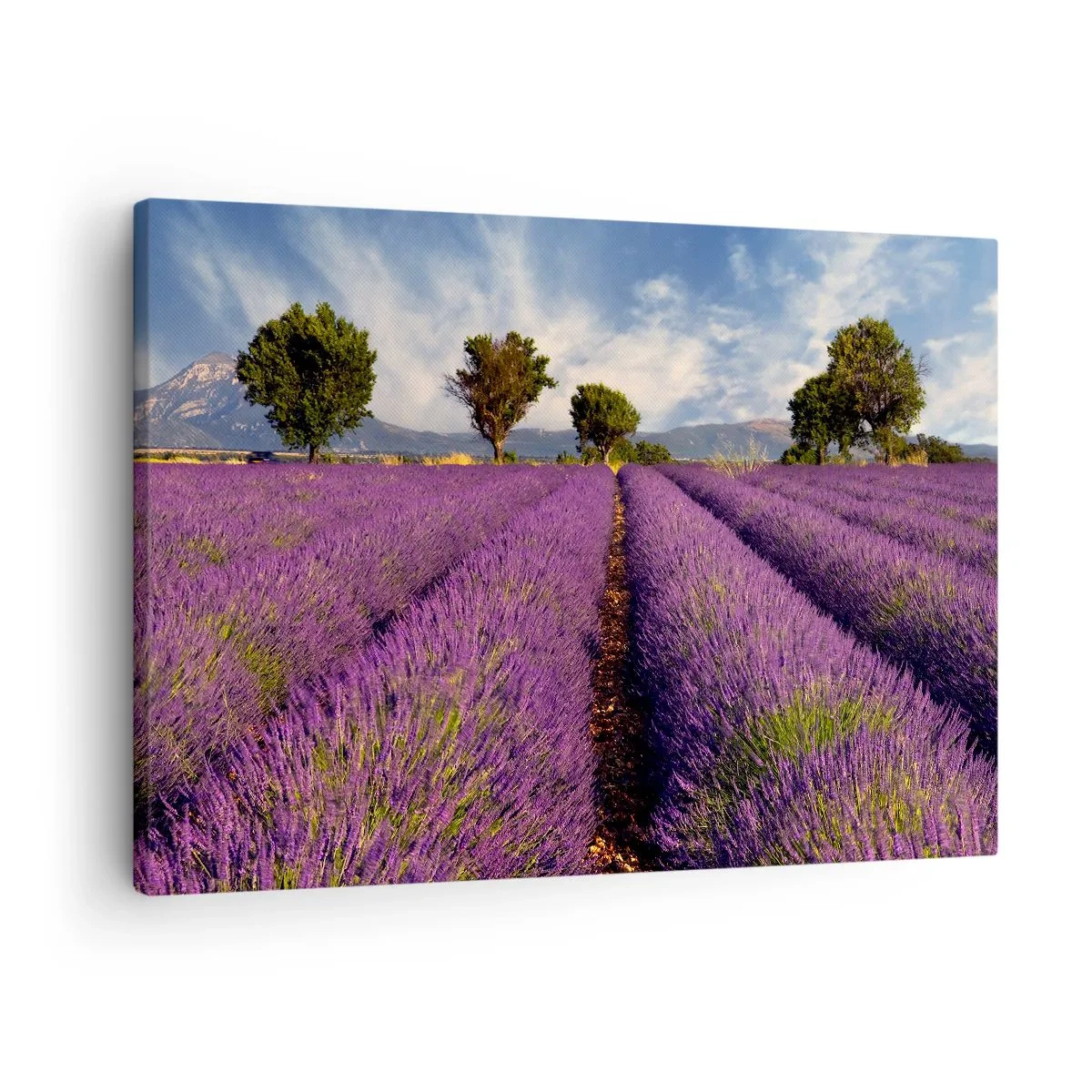 Cuadro sobre lienzo - Impresión de Imagen - Un campo de lavanda con árboles con el telón de fondo de montañas y cielo. - 70x50cm - Campos de lavanda - Decoración de pared moderna para salón y dormitorio ARTTOR