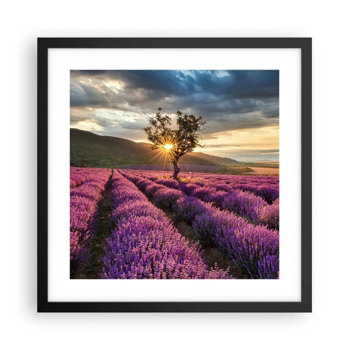 Póster en marco negro - Aroma en lila - 40x40 cm