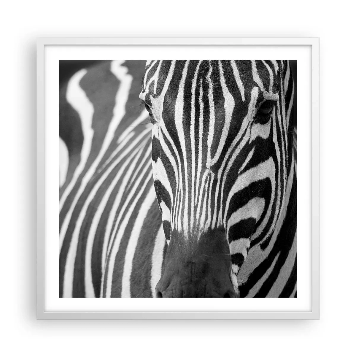 Póster en marco blanco - El mundo es blanco y negro - 60x60 cm