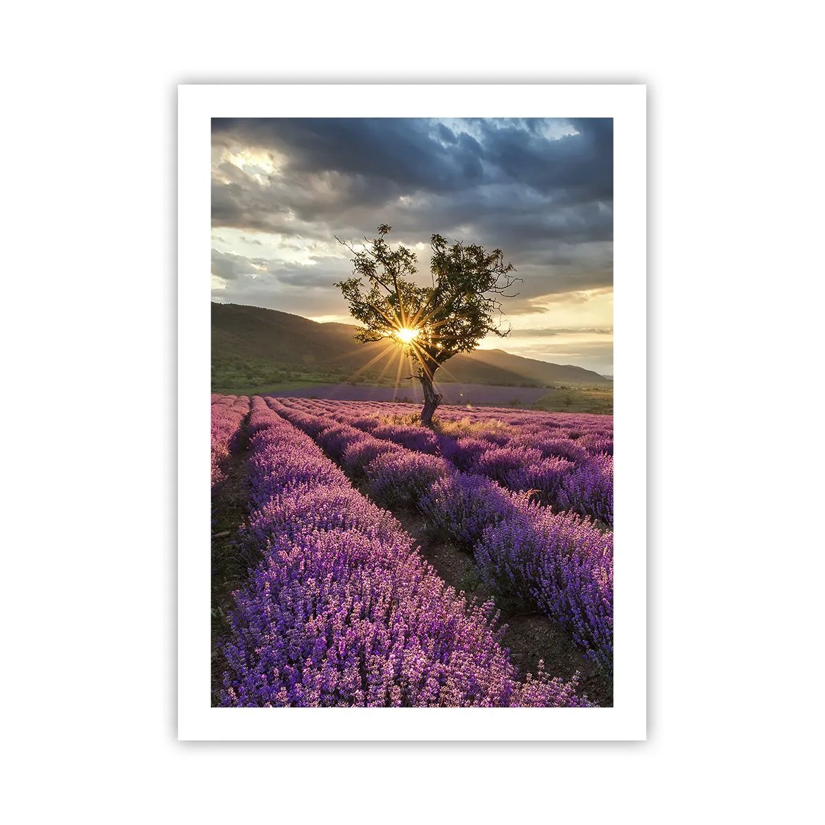 Póster - Un campo de lavanda con un árbol solitario y una puesta de sol. - 50x70cm - Aroma en lila - Decoración de pared moderna para salón y dormitorio ARTTOR