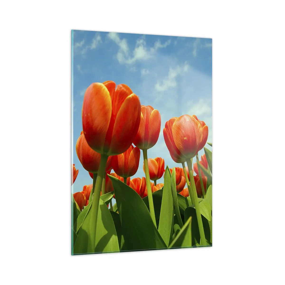 Cuadro sobre vidrio - Impresiones sobre Vidrio - Un campo de tulipanes rojos bajo un cielo azul. - 50x70cm - Excepto el cielo azul no necesitan nada en la vida - Decoración de pared moderna para salón y dormitorio ARTTOR