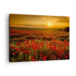 Cuadro sobre lienzo - Impresión de Imagen - Un campo de amapolas rojas bajo el resplandor del sol poniente. - 70x50cm - Entre los campos de flores - Decoración de pared moderna para salón y dormitorio ARTTOR