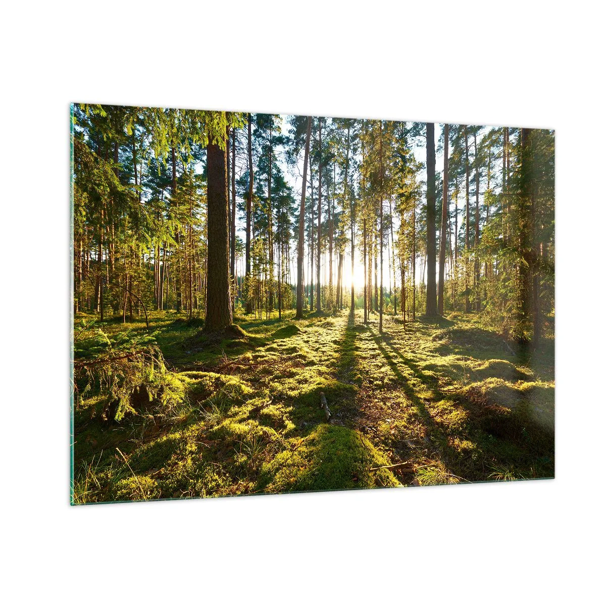Cuadro sobre vidrio - Impresiones sobre Vidrio - Los rayos del sol penetran a través de los árboles en el bosque. - 100x70cm - ...Más allá de los siete bosques - Decoración de pared moderna para salón y dormitorio ARTTOR