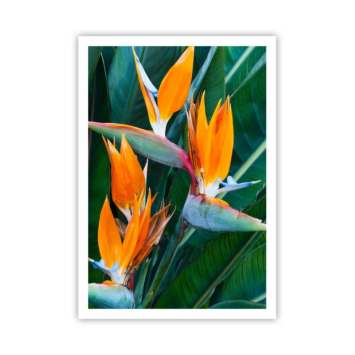 Póster - ¿Es una flor o es un pájaro? - 70x100 cm