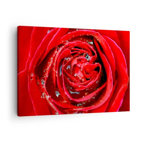 Cuadro sobre lienzo - Impresión de Imagen - Primer plano de una rosa roja con gotas de agua en los pétalos. - 70x50cm - En gotas de rocío - Decoración de pared moderna para salón y dormitorio ARTTOR