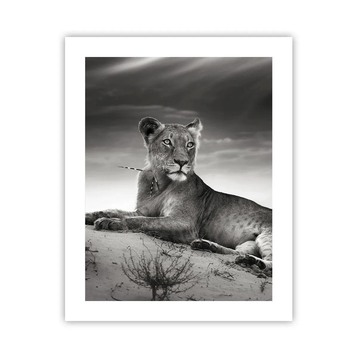 Póster - Descanso de la reina del desierto - 40x50 cm