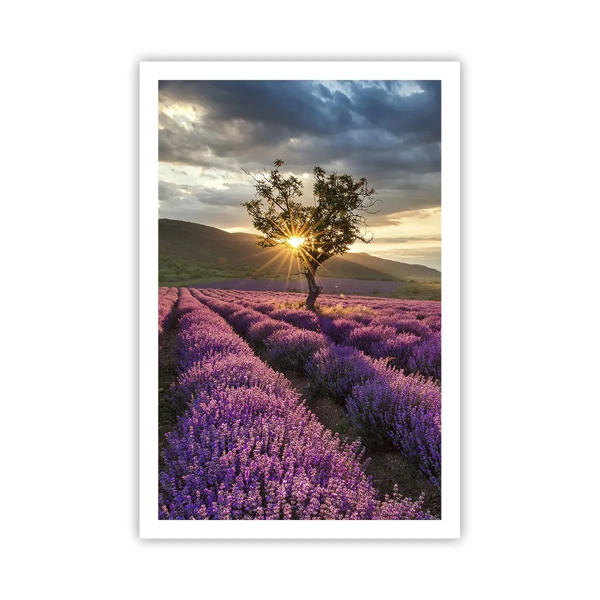 Póster - Aroma en lila - 61x91 cm