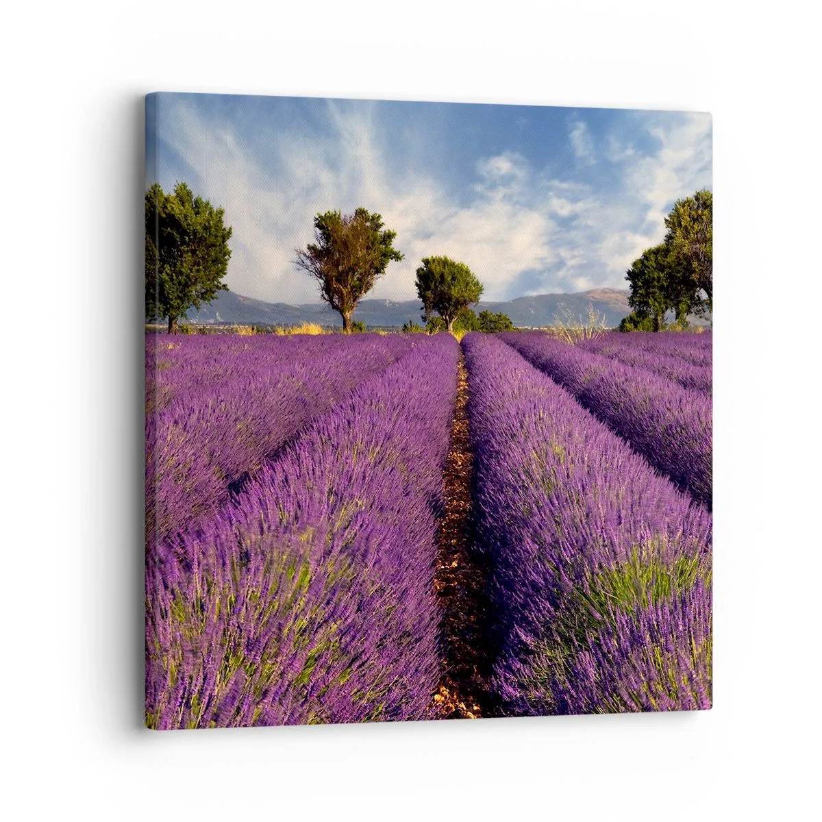 Cuadro sobre lienzo - Impresión de Imagen - Campos de lavanda - 30x30 cm