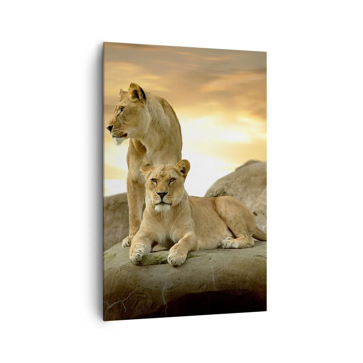 Cuadro sobre lienzo - Impresión de Imagen - Dos leonas descansando sobre una roca durante la puesta de sol - 80x120cm - Majestuosidad real - Decoración de pared moderna para salón y dormitorio ARTTOR