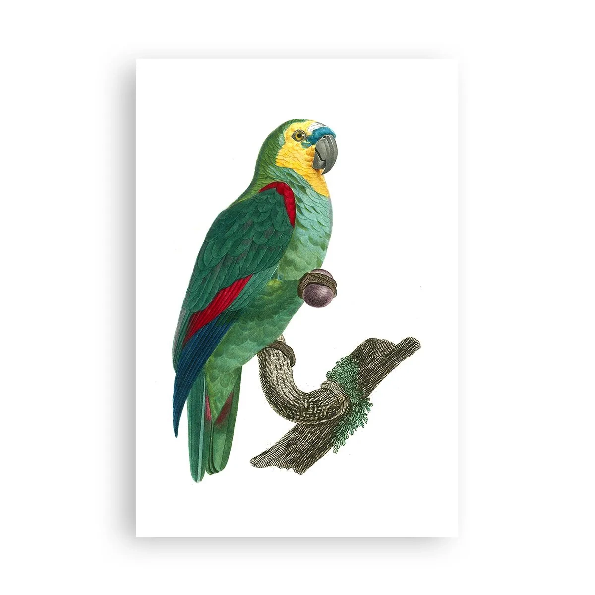 Póster - Retrato de un loro - 61x91 cm