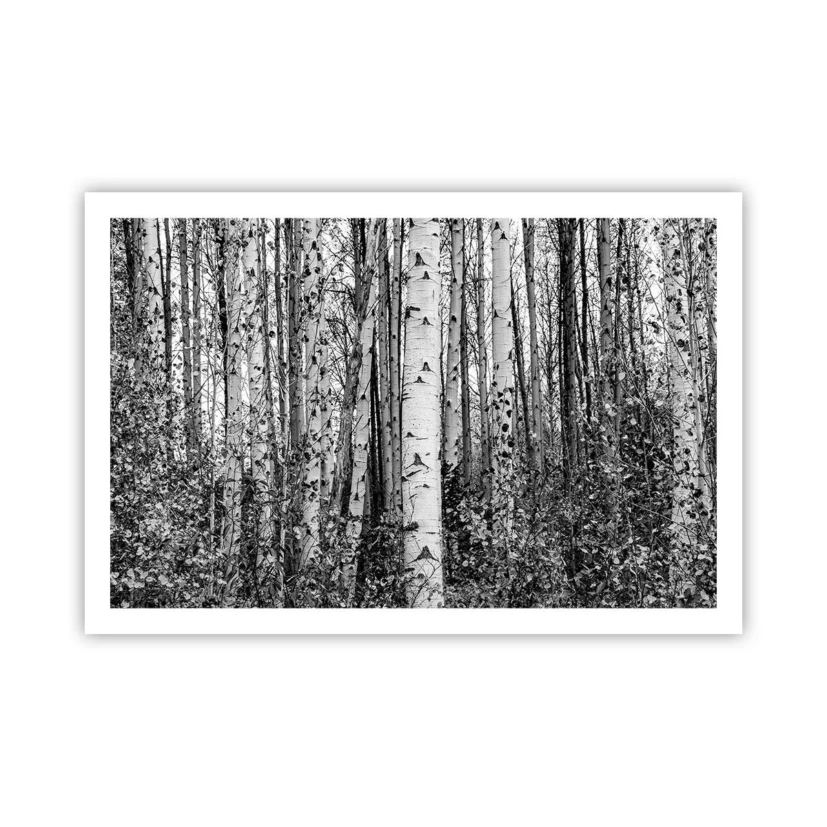 Póster - Columnas de abedules - 91x61 cm