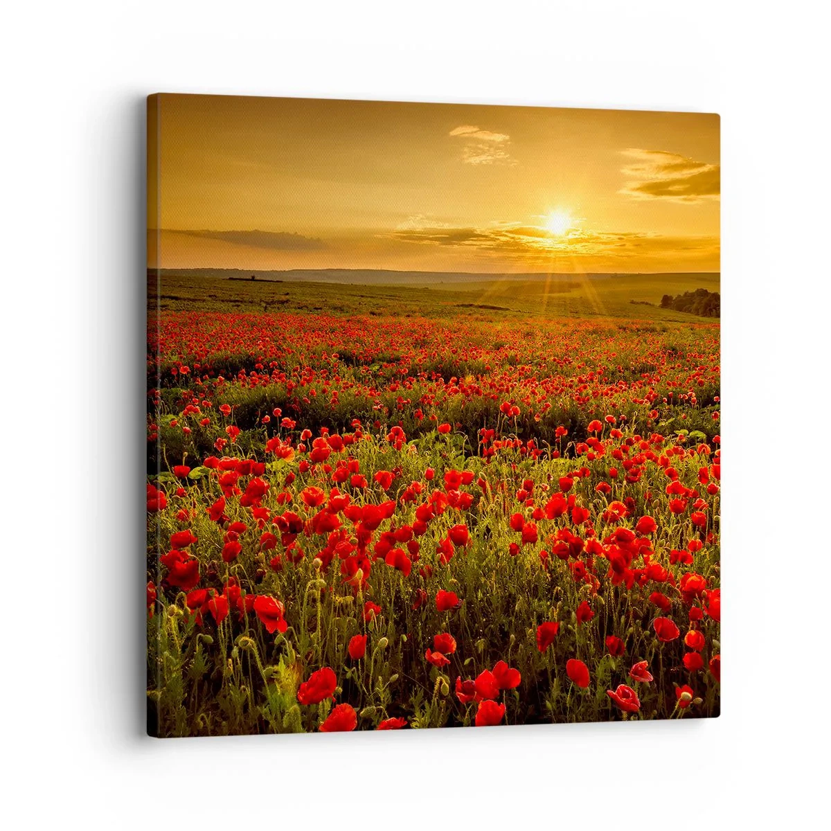 Cuadro sobre lienzo - Impresión de Imagen - Entre los campos de flores - 30x30 cm
