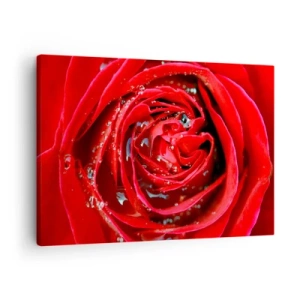 Cuadro sobre lienzo - Impresión de Imagen - Primer plano de una rosa roja con gotas de agua en los pétalos. - 70x50cm - En gotas de rocío - Decoración de pared moderna para salón y dormitorio ARTTOR