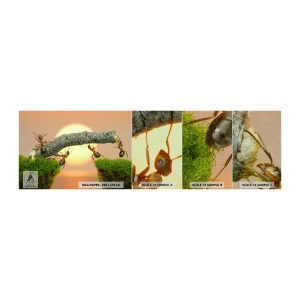 Muestra de fotomural Premium Sand - Trabajar juntos con alegría - Naturaleza, hormigas, Atardecer - 100x30 cm