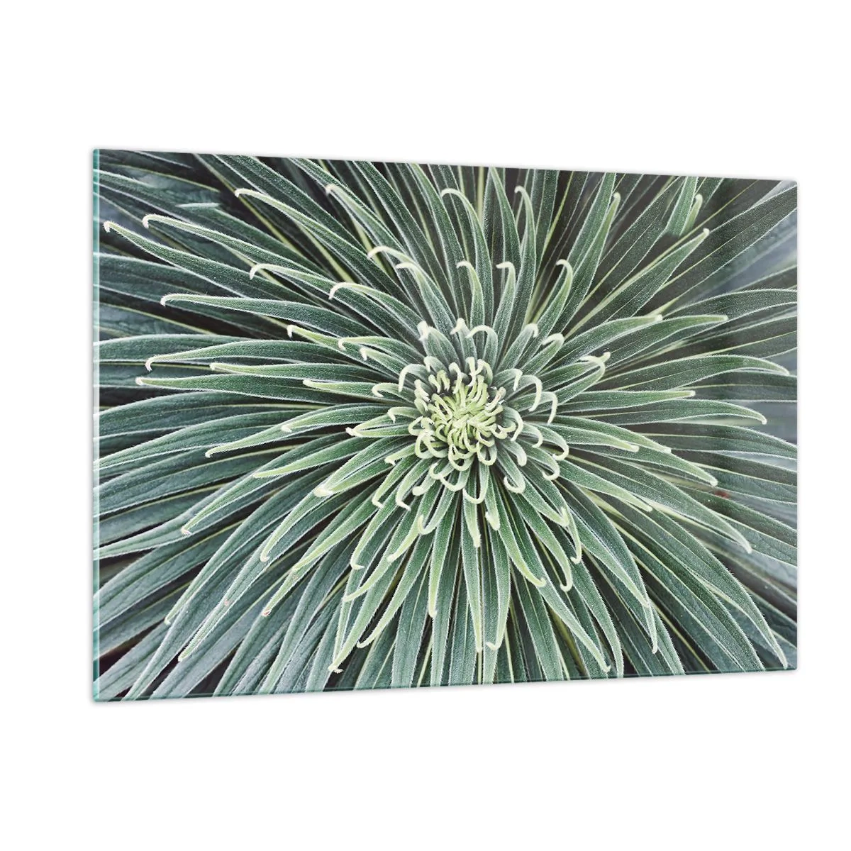 Cuadro sobre vidrio - Impresiones sobre Vidrio - Roseta simétrica de hojas verdes en fotografía macro - 120x80cm - El nacimiento de una estrella - Decoración de pared moderna para salón y dormitorio ARTTOR