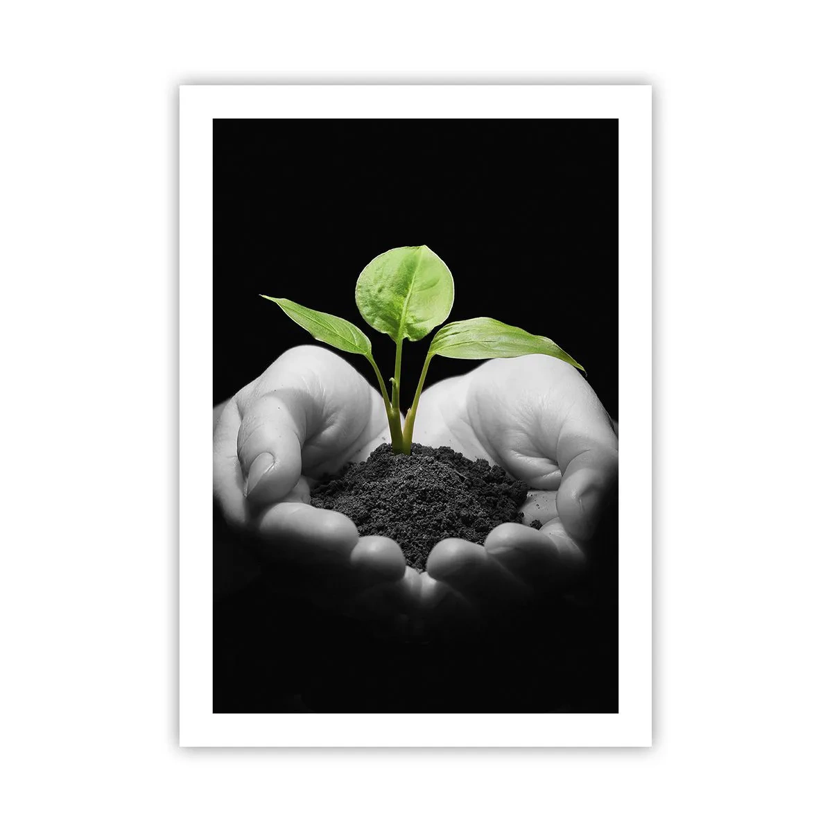 Póster - Una planta en las manos simbolizando la vida y la naturaleza. - 50x70cm - Amo la naturaleza, la protejo - Decoración de pared moderna para salón y dormitorio ARTTOR