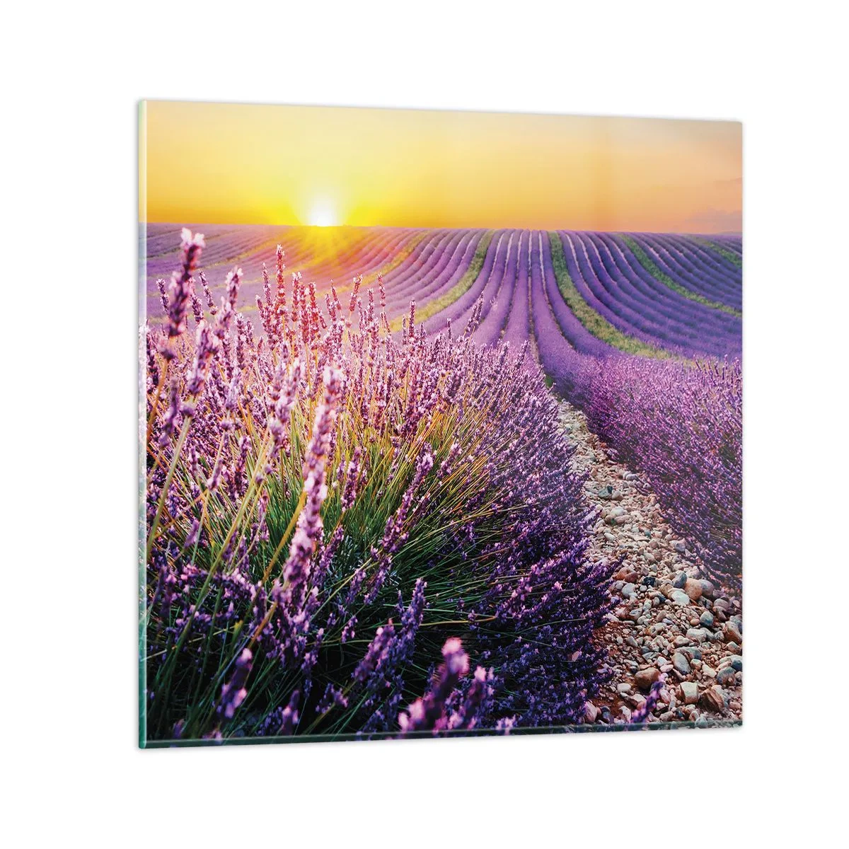 Cuadro sobre vidrio - Impresiones sobre Vidrio - Pradera fragante - 30x30 cm