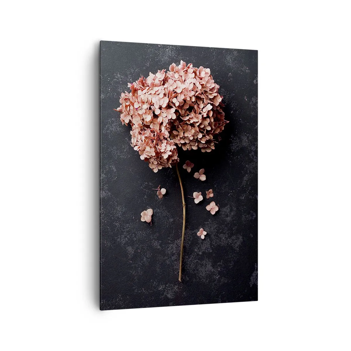 Cuadro sobre lienzo - Impresión de Imagen - Una delicada flor de hortensia sobre un fondo oscuro. - 80x120cm - Un signo verdaderamente romántico - Decoración de pared moderna para salón y dormitorio ARTTOR
