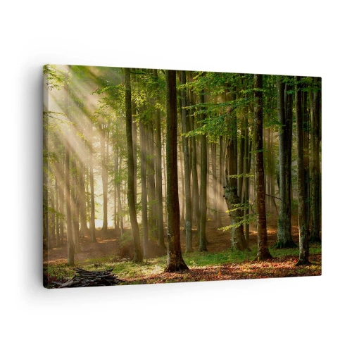 Cuadro sobre lienzo - Impresión de Imagen - Los rayos del sol penetran a través de los árboles en el bosque. - 70x50cm - Radiante en una mañana de primavera - Decoración de pared moderna para salón y dormitorio ARTTOR