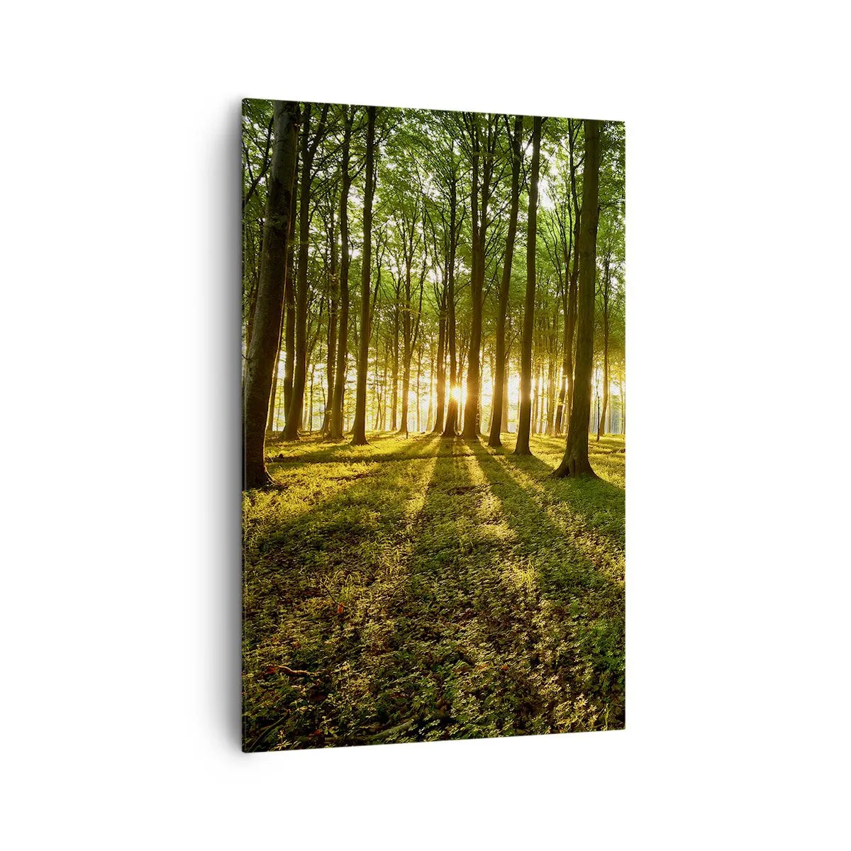 Cuadro sobre lienzo - Impresión de Imagen - El sol poniente en el bosque caducifolio - 80x120cm - Una fotografía de todos los manantiales - Decoración de pared moderna para salón y dormitorio ARTTOR