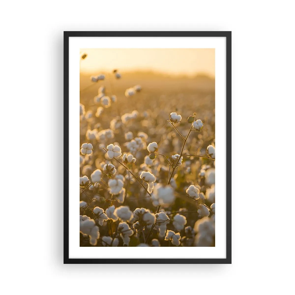 Póster en marco negro - Un campo de algodón bajo la cálida luz del sol poniente. - 50x70cm - Un campo esponjoso - Decoración de pared moderna para salón y dormitorio ARTTOR