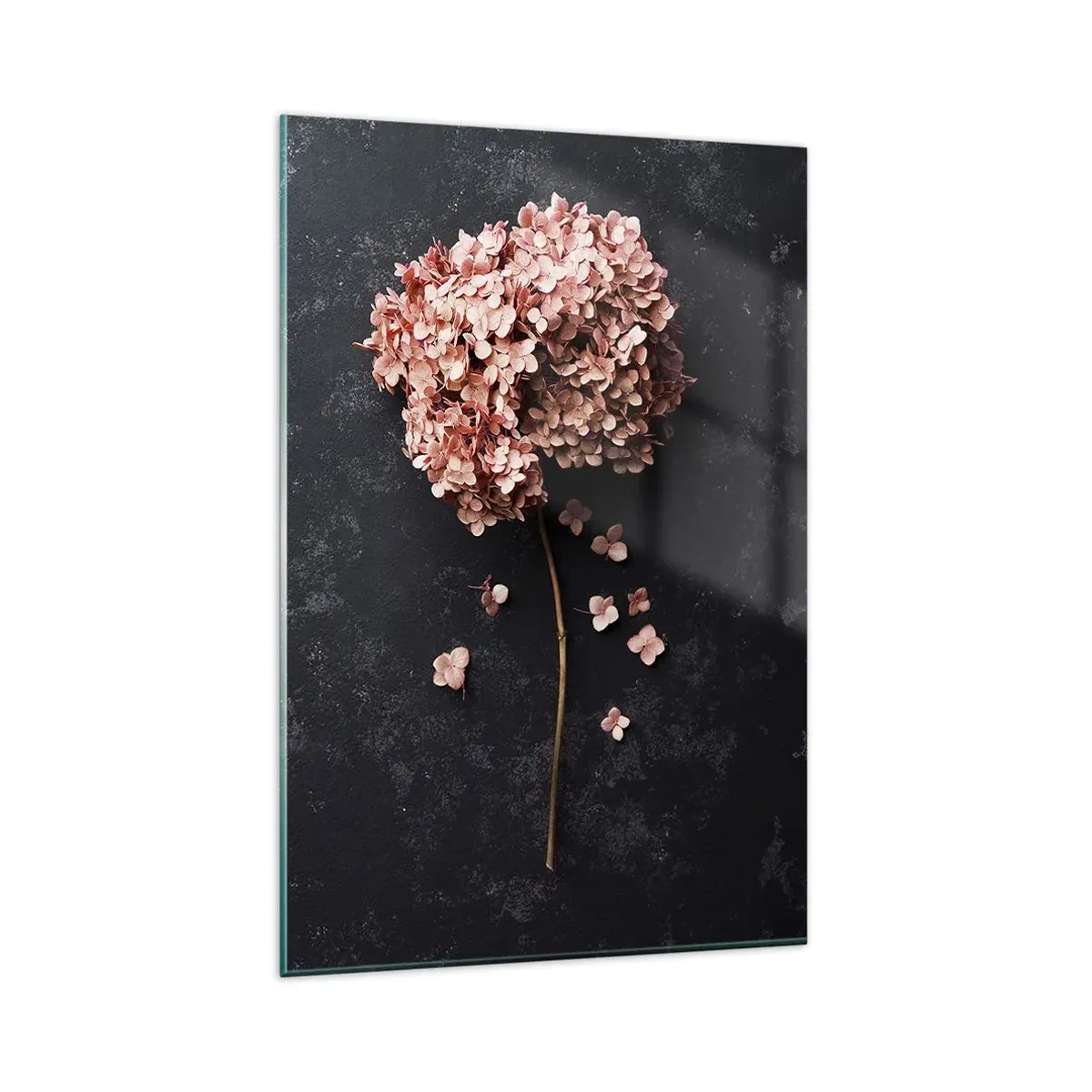 Cuadro sobre vidrio - Impresiones sobre Vidrio - Una delicada flor de hortensia sobre un fondo oscuro. - 80x120cm - Un signo verdaderamente romántico - Decoración de pared moderna para salón y dormitorio ARTTOR
