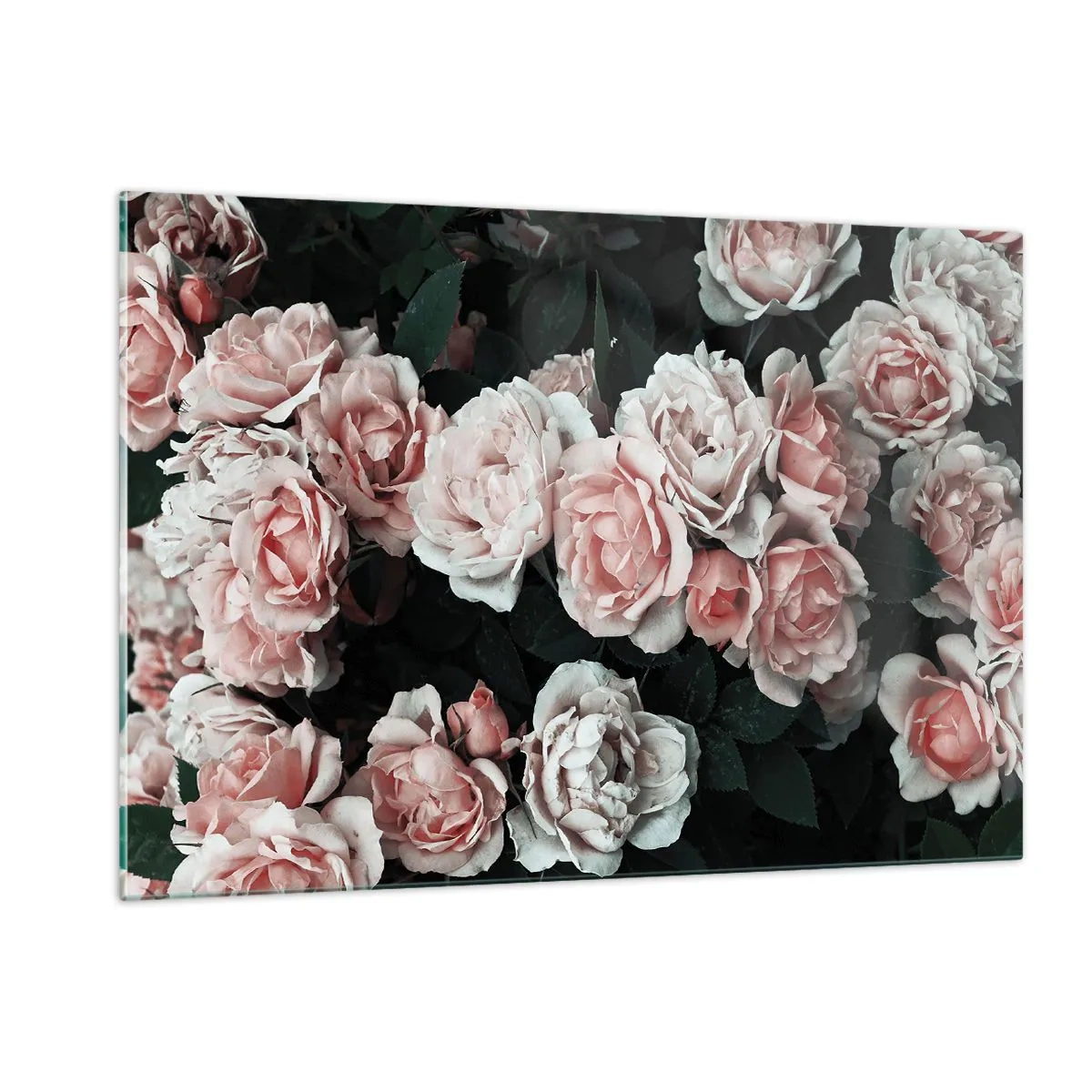 Cuadro sobre vidrio - Impresiones sobre Vidrio - Un primer plano de un ramo de rosas rosadas sobre un fondo oscuro. - 120x80cm - Conjunto de rosas - Decoración de pared moderna para salón y dormitorio ARTTOR