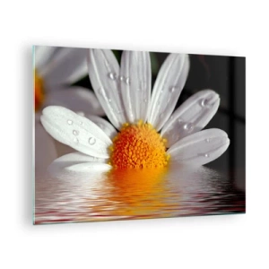 Cuadro sobre vidrio - Impresiones sobre Vidrio - Una margarita con gotas de agua reflejadas en el agua. - 70x50cm - El sol naciente de una margarita - Decoración de pared moderna para salón y dormitorio ARTTOR