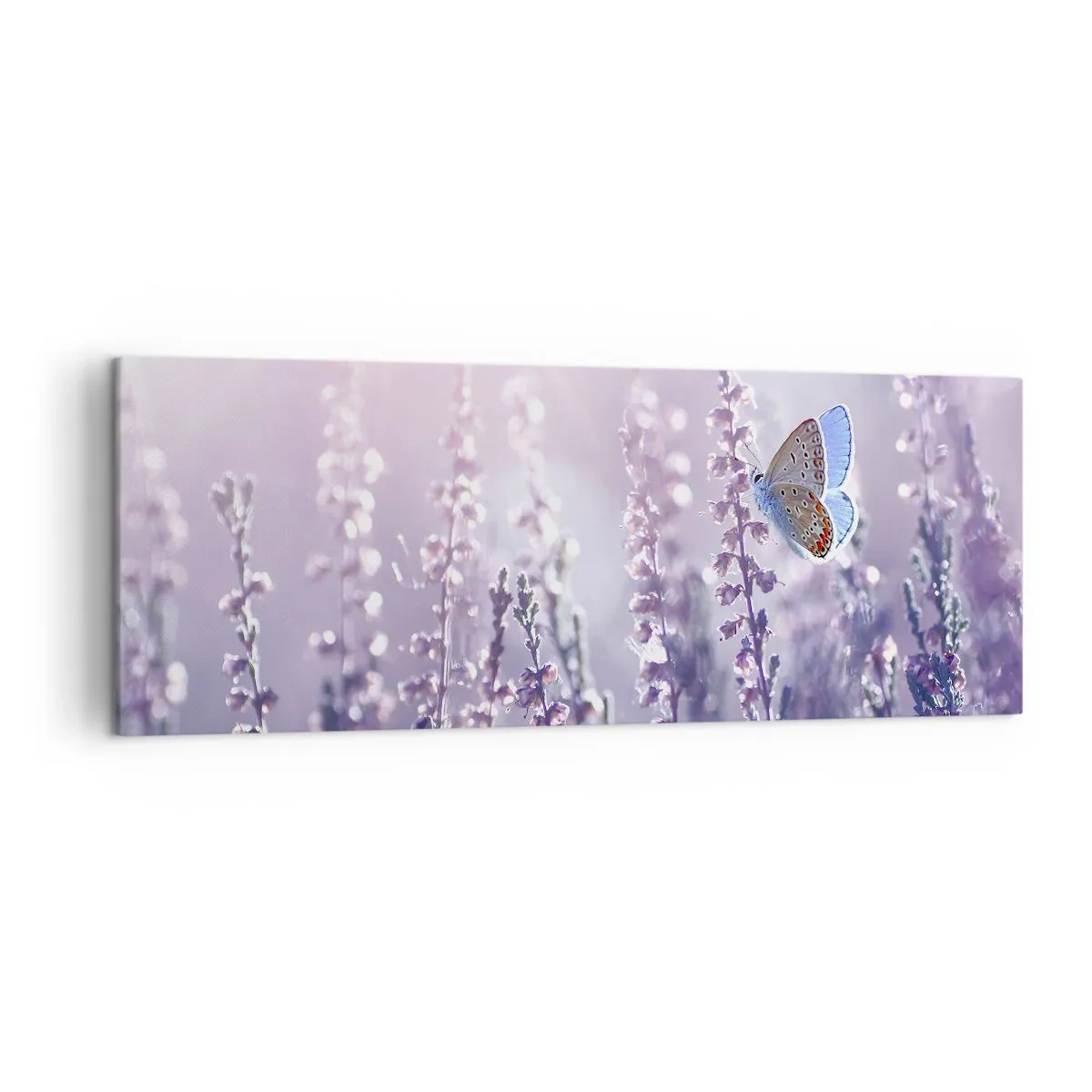 Cuadro sobre lienzo - Impresión de Imagen - Una mariposa sobre lavanda en flor a la luz de la mañana. - 140x50cm - El beso de una mariposa - Decoración de pared moderna para salón y dormitorio ARTTOR