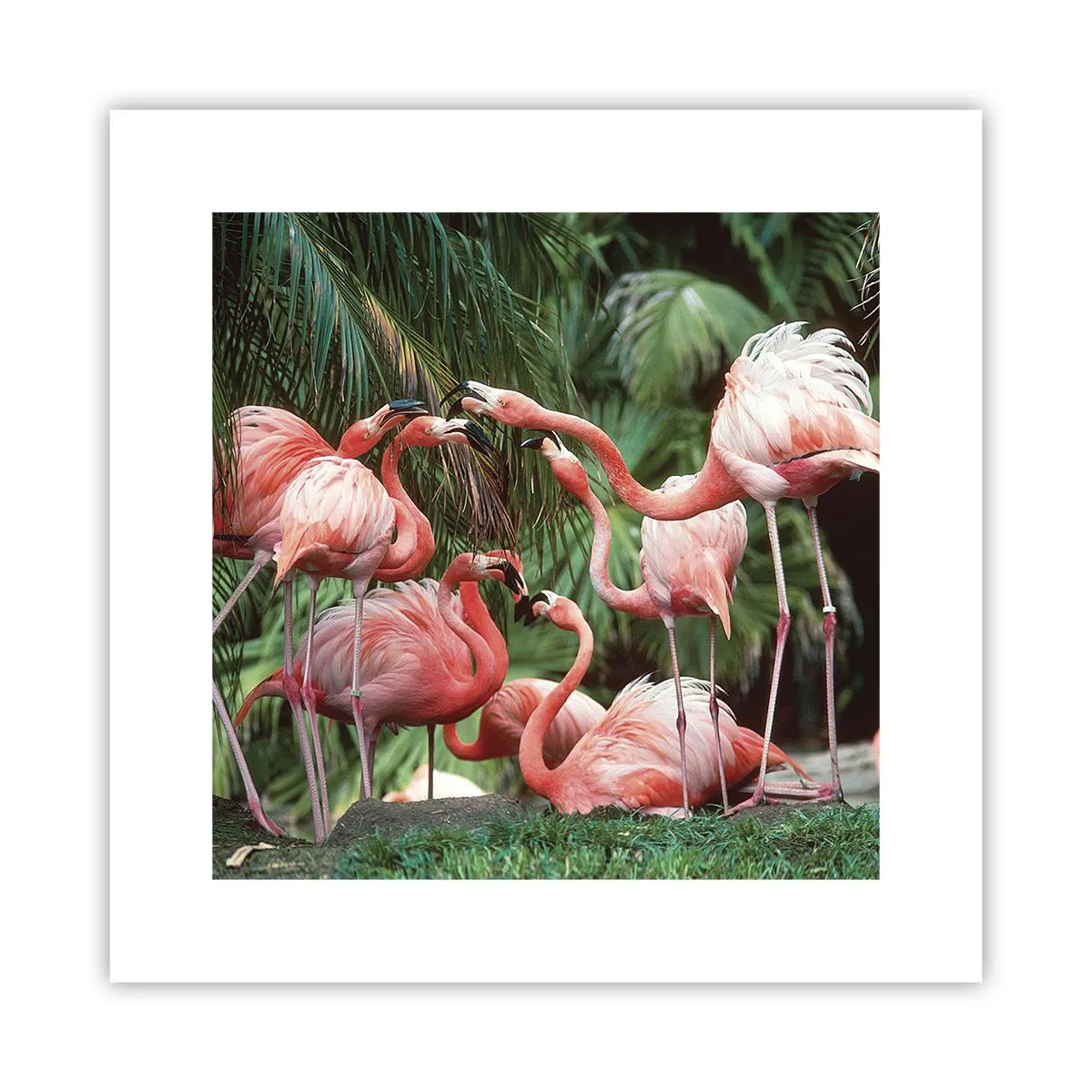 Póster - Cotilleos de la tarde - 30x30 cm