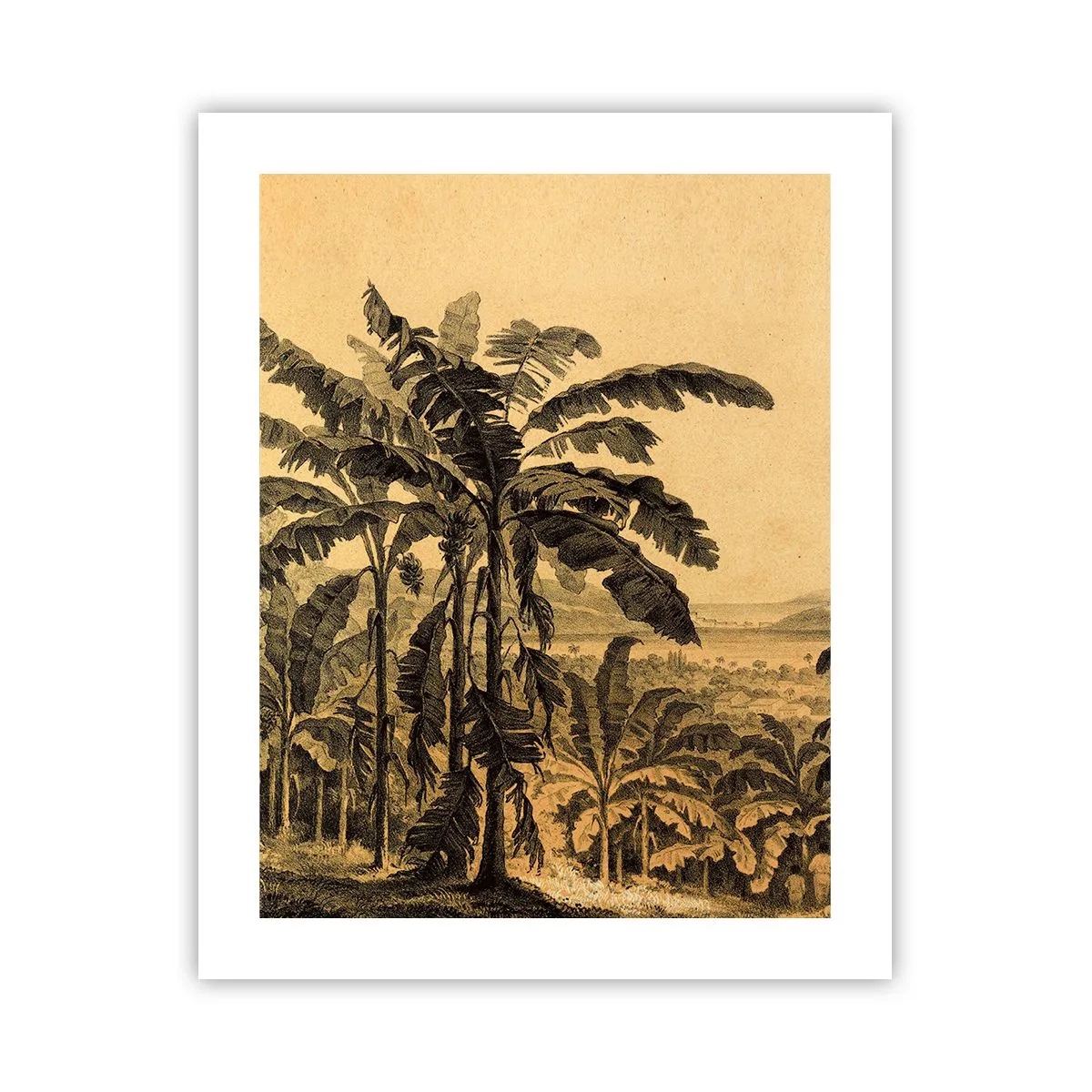 Póster - En un ambiente colonial - 40x50 cm