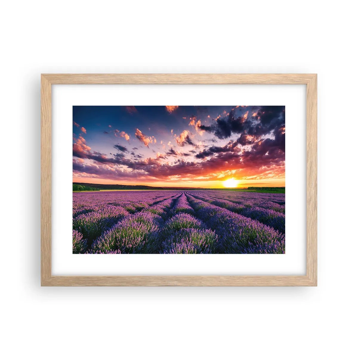 Póster en marco roble claro - El mundo de la lavanda - 40x30 cm