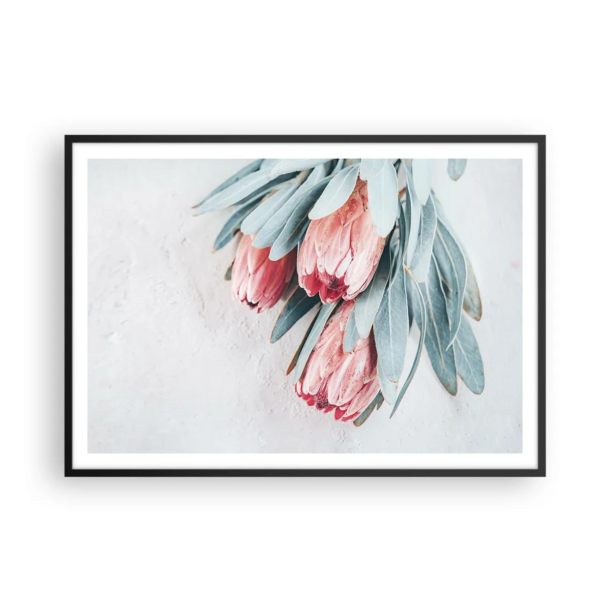 Póster en marco negro - Sutiles flores de protea rosa sobre un fondo claro. - 100x70cm - Avergonzada de su propia belleza - Decoración de pared moderna para salón y dormitorio ARTTOR